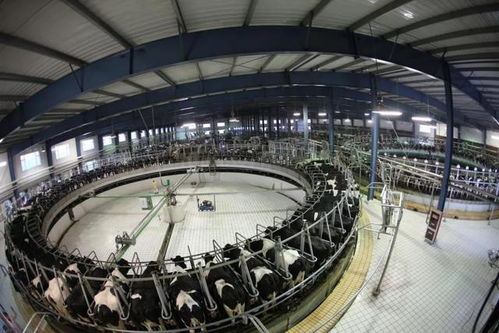 多彩內(nèi)蒙古 奶業(yè)再升級(jí) 鏈 接全世界